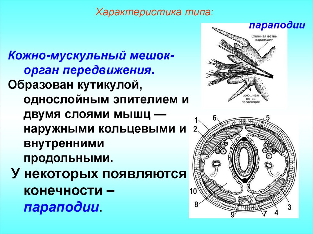 Характеристика типа