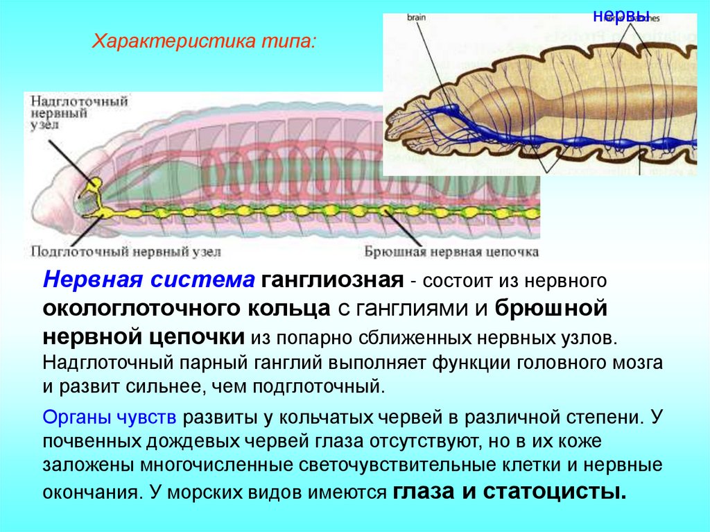 Продольный разрез передней части дождевого червя: 1 — глотка; 2 — пищевод: 3 — зоб; 4 — мускульный желудок, 5 — средняя кишка.
