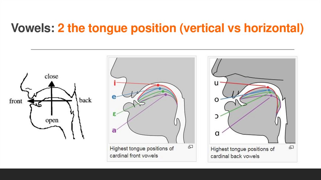 Vowels: 2 the tongue position (vertical vs horizontal)
