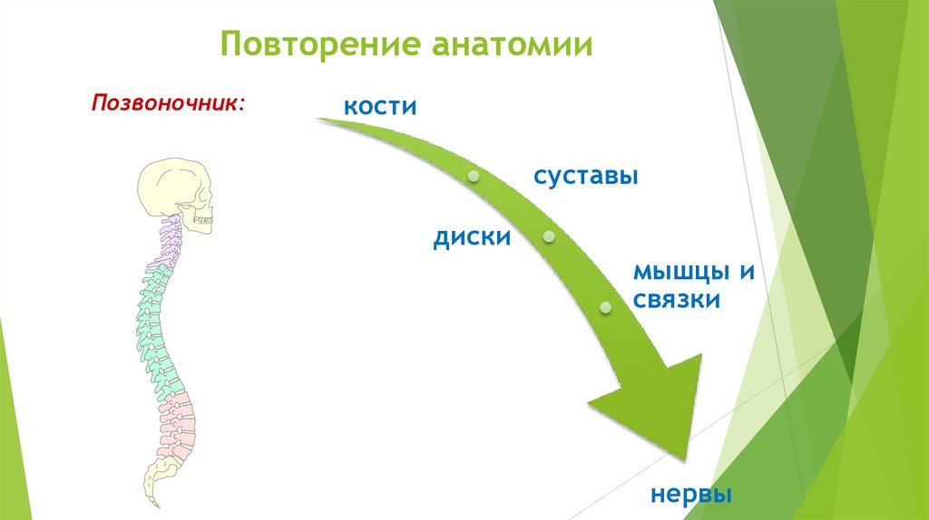 Повторение анатомии