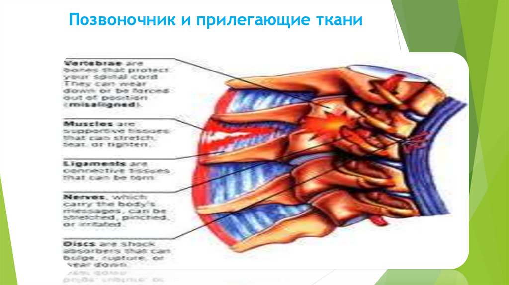 Позвоночник и прилегающие ткани