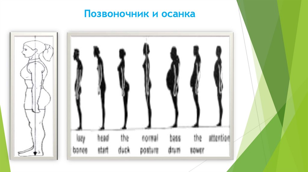 Позвоночник и осанка