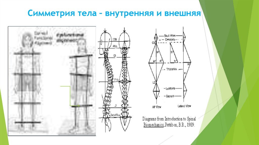 Симметрия тела – внутренняя и внешняя