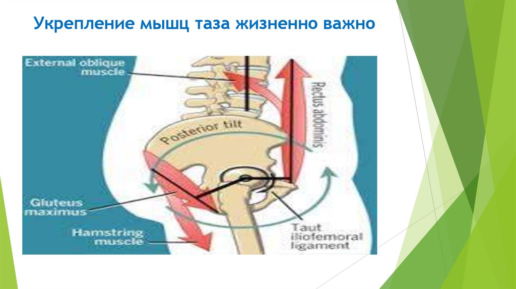 Укрепление мышц таза жизненно важно