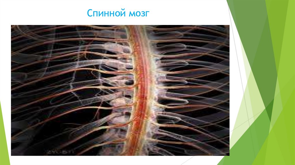 Спинной мозг