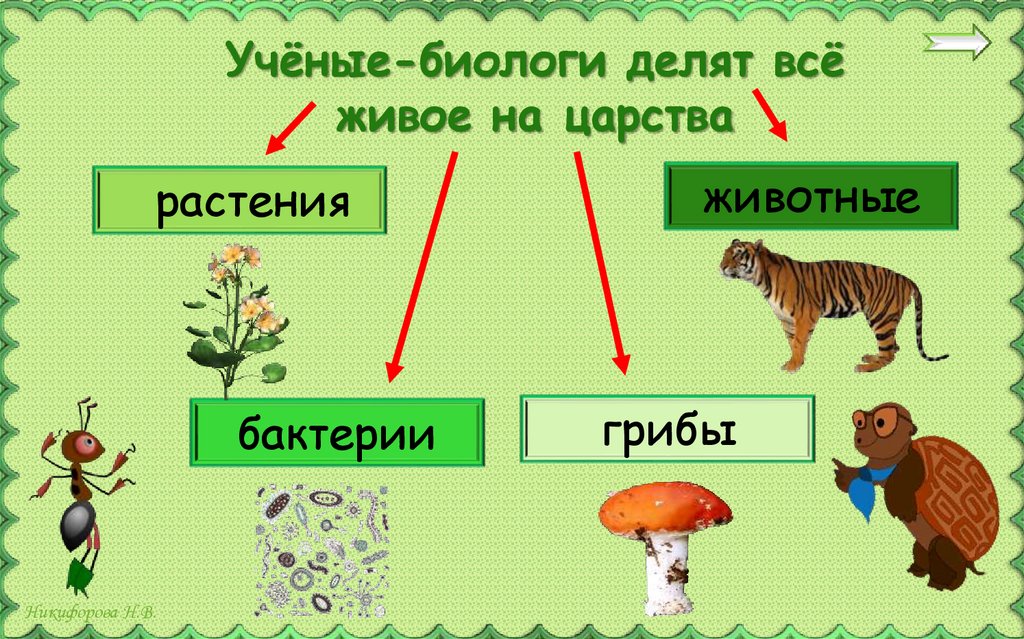 Учёные-биологи делят всё живое на царства