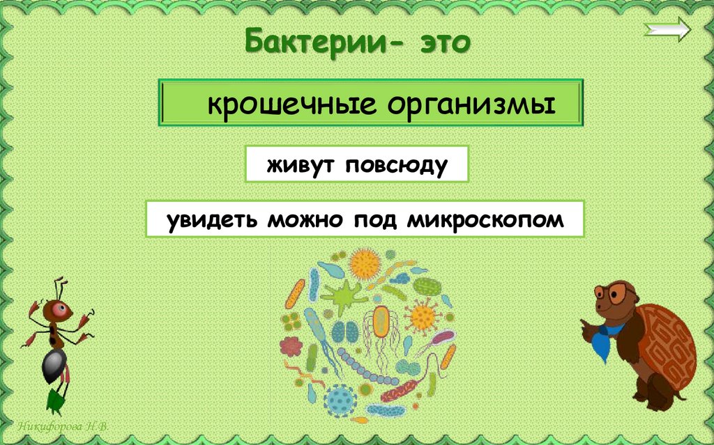 Бактерии- это