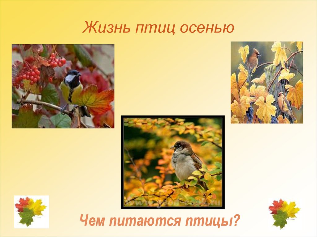 Жизнь птиц осенью