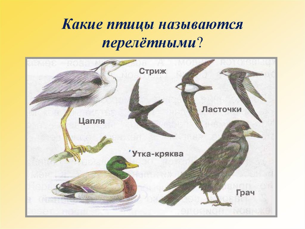Какие птицы называются перелётными?