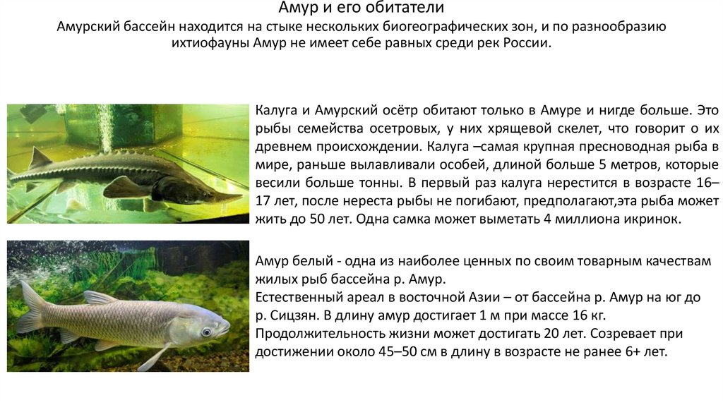Амур и его обитатели