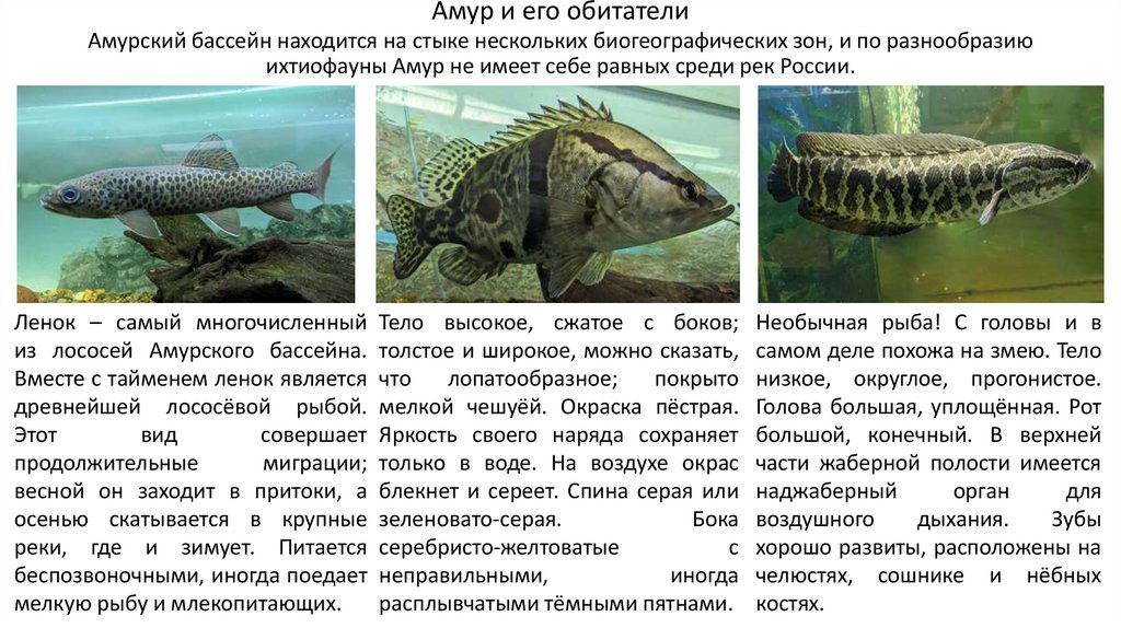 Амур и его обитатели