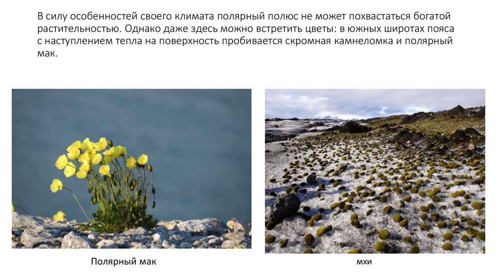 В силу особенностей своего климата полярный полюс не может похвастаться богатой растительностью. Однако даже здесь можно