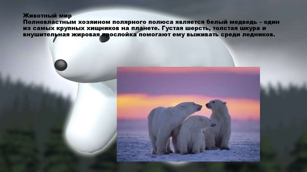 Животный мир Полновластным хозяином полярного полюса является белый медведь – один из самых крупных хищников на планете. Густая