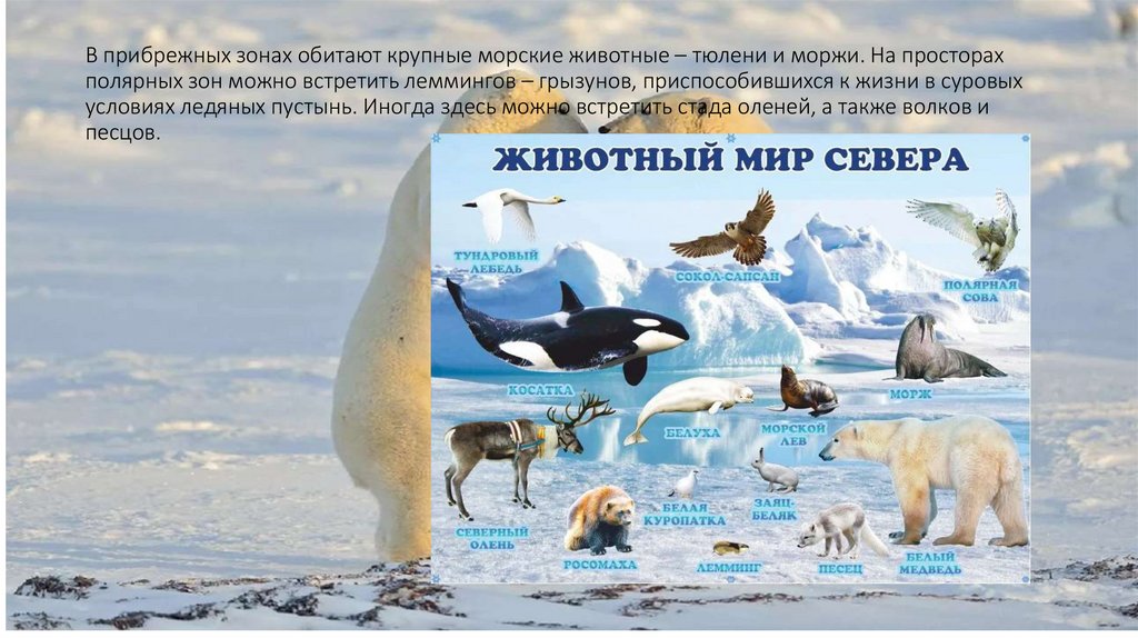 В прибрежных зонах обитают крупные морские животные – тюлени и моржи. На просторах полярных зон можно встретить леммингов –