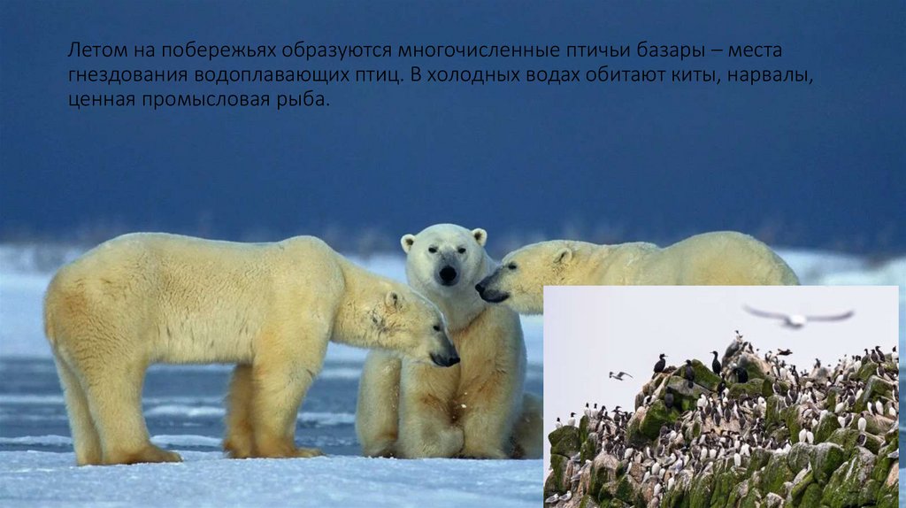 Летом на побережьях образуются многочисленные птичьи базары – места гнездования водоплавающих птиц. В холодных водах обитают