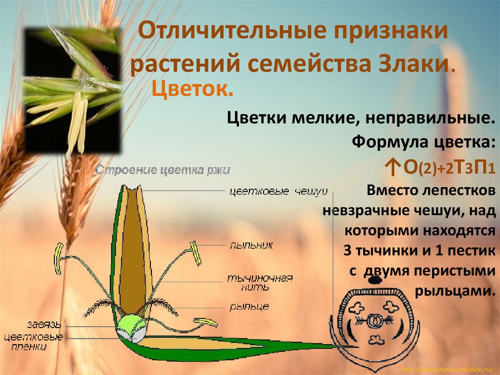 Отличительные признаки растений семейства Злаки.