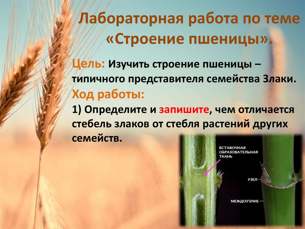Лабораторная работа по теме «Строение пшеницы».