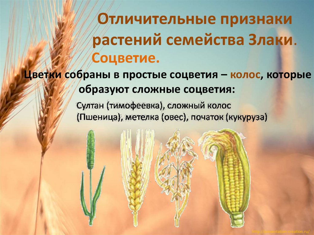 Отличительные признаки растений семейства Злаки.