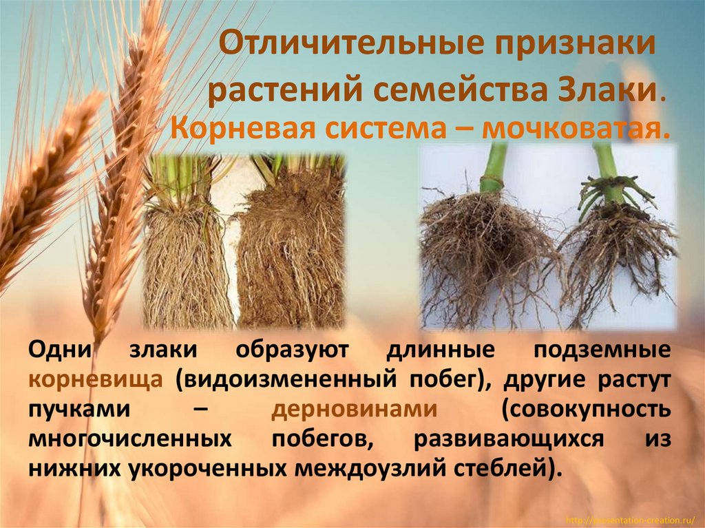 Отличительные признаки растений семейства Злаки.