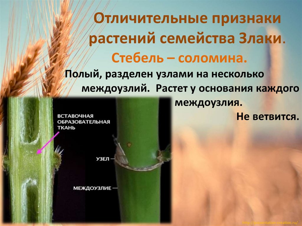 Отличительные признаки растений семейства Злаки.