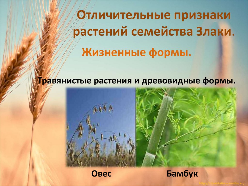 Отличительные признаки растений семейства Злаки.
