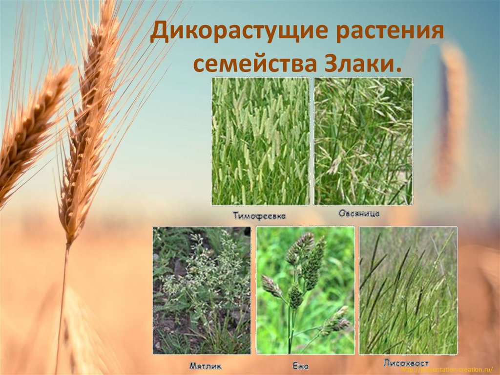 Дикорастущие растения семейства Злаки.