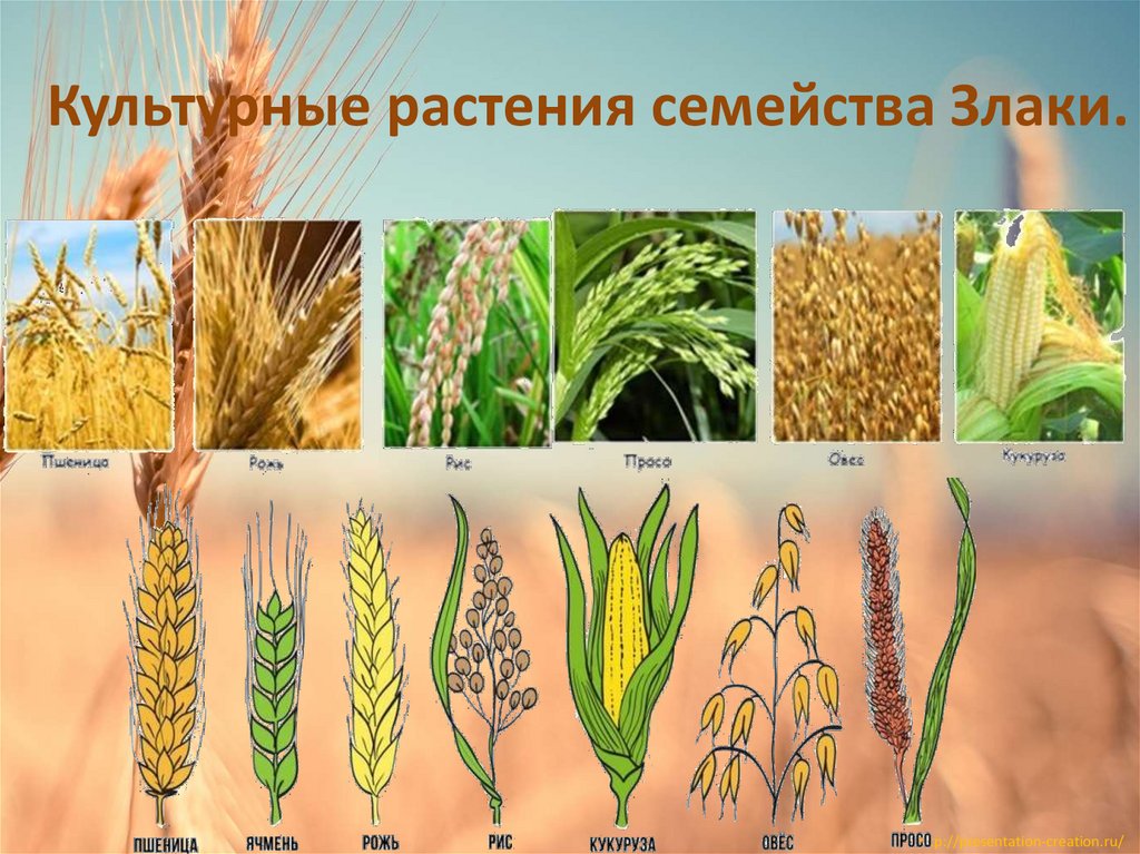 Культурные растения семейства Злаки.