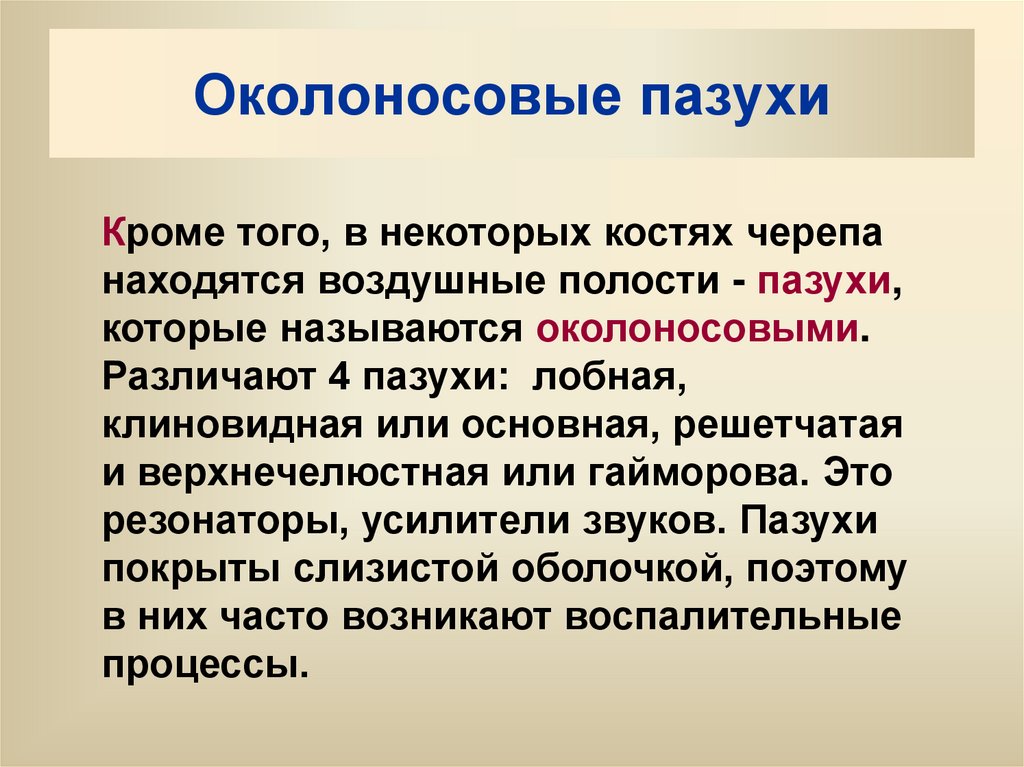 Околоносовые пазухи