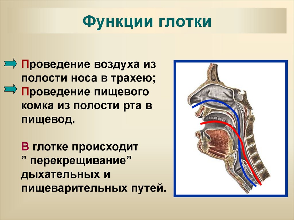 Функции глотки