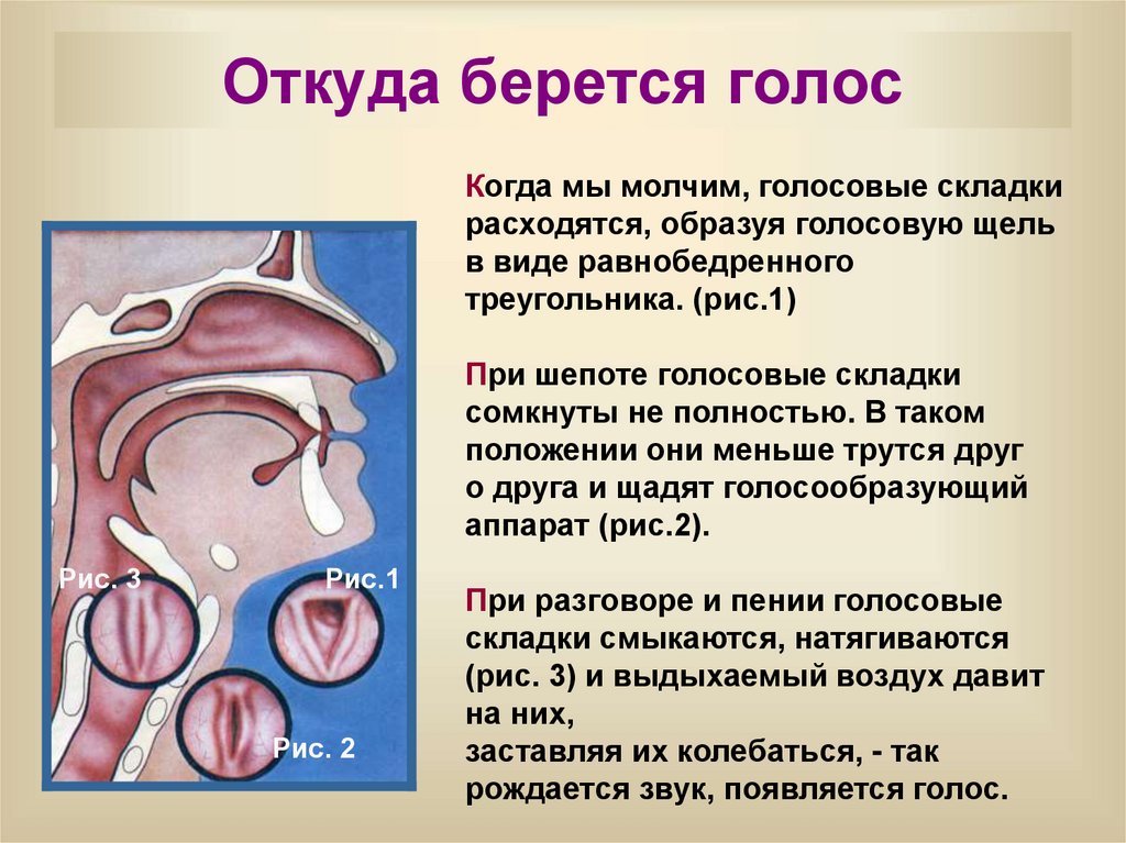 Откуда берется голос