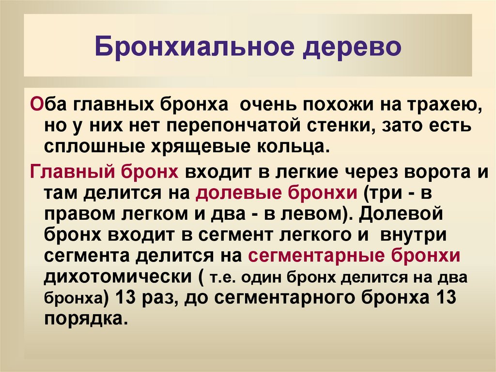 Бронхиальное дерево