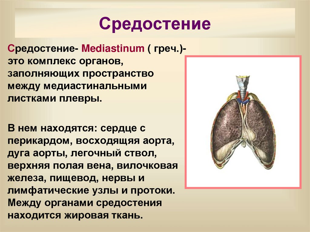 Средостение