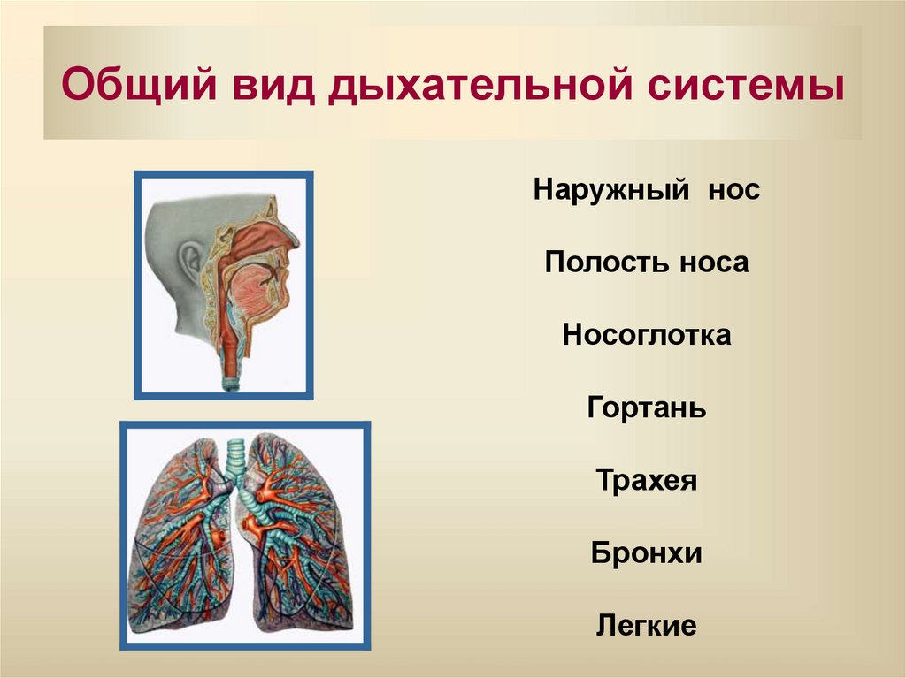 Общий вид дыхательной системы