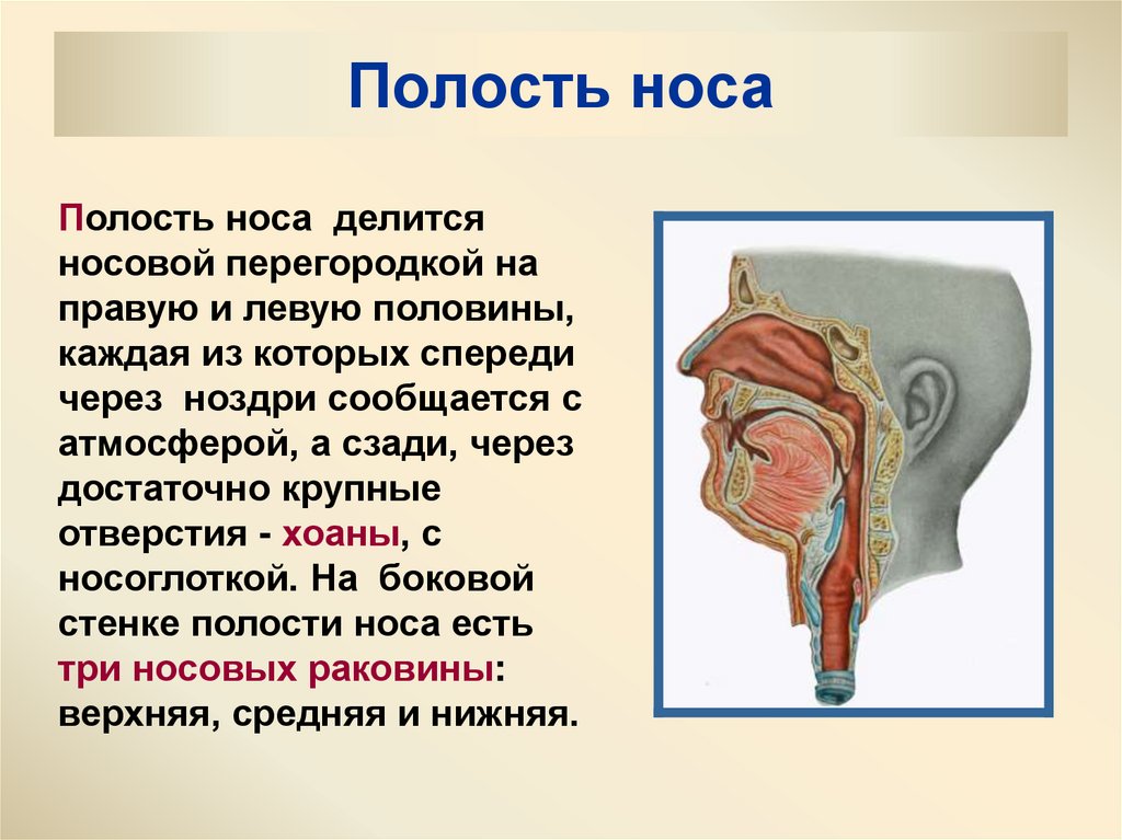 Полость носа