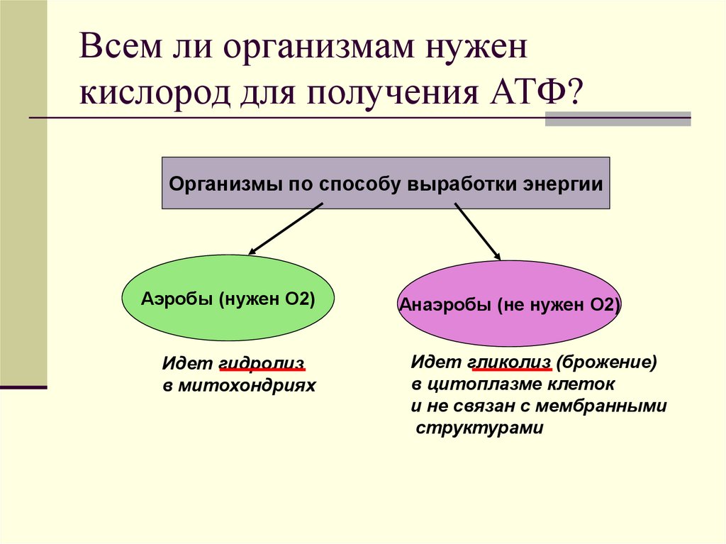 Всем ли организмам нужен кислород для получения АТФ?