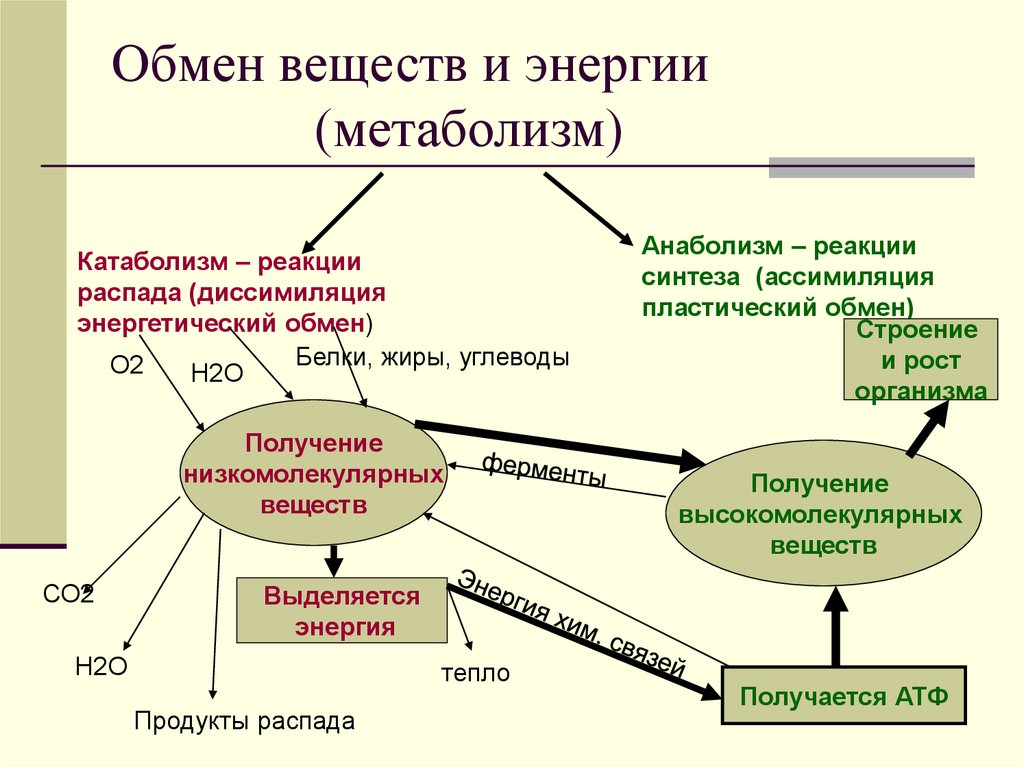 Обмен веществ и энергии (метаболизм)