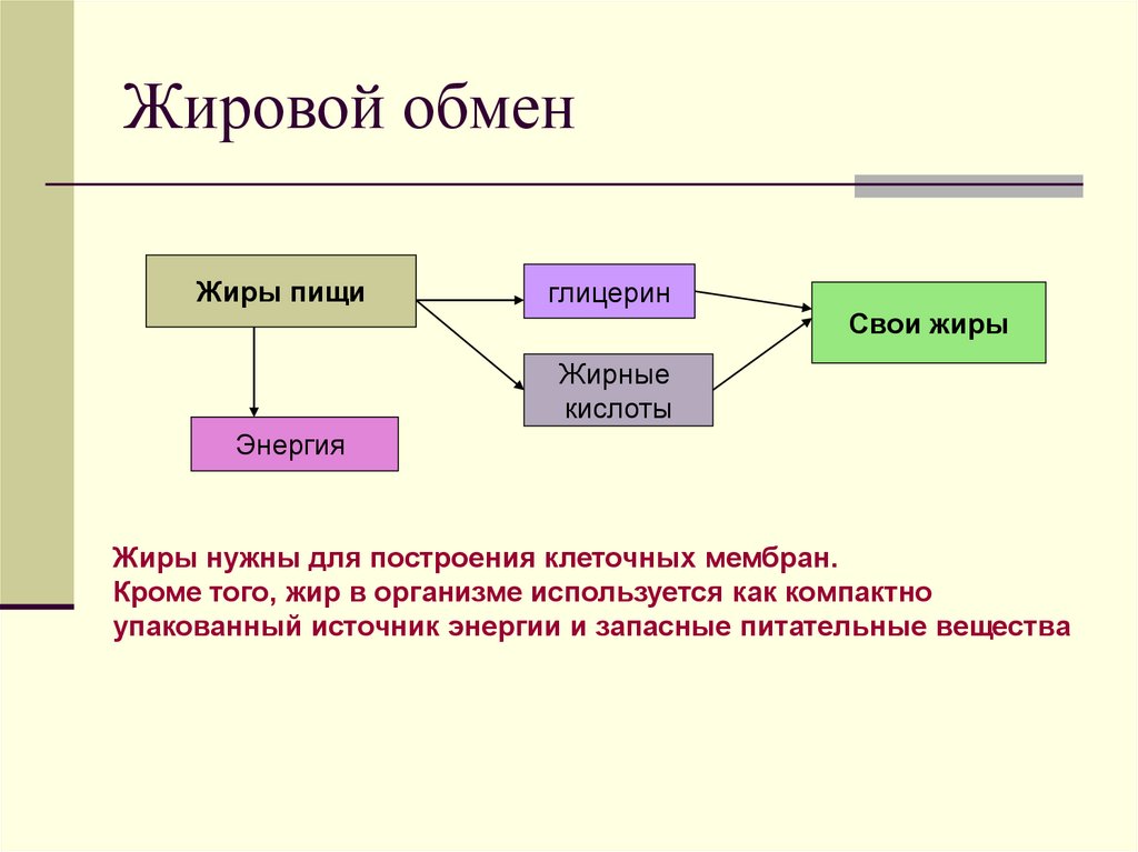 Жировой обмен