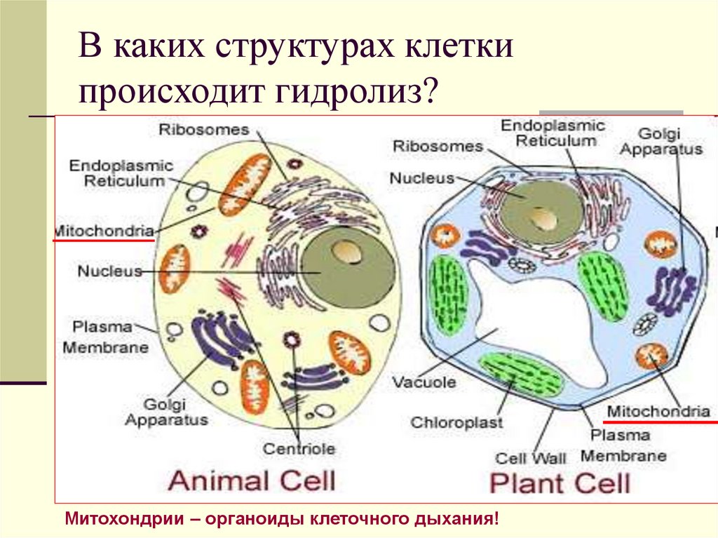 В каких структурах клетки происходит гидролиз?