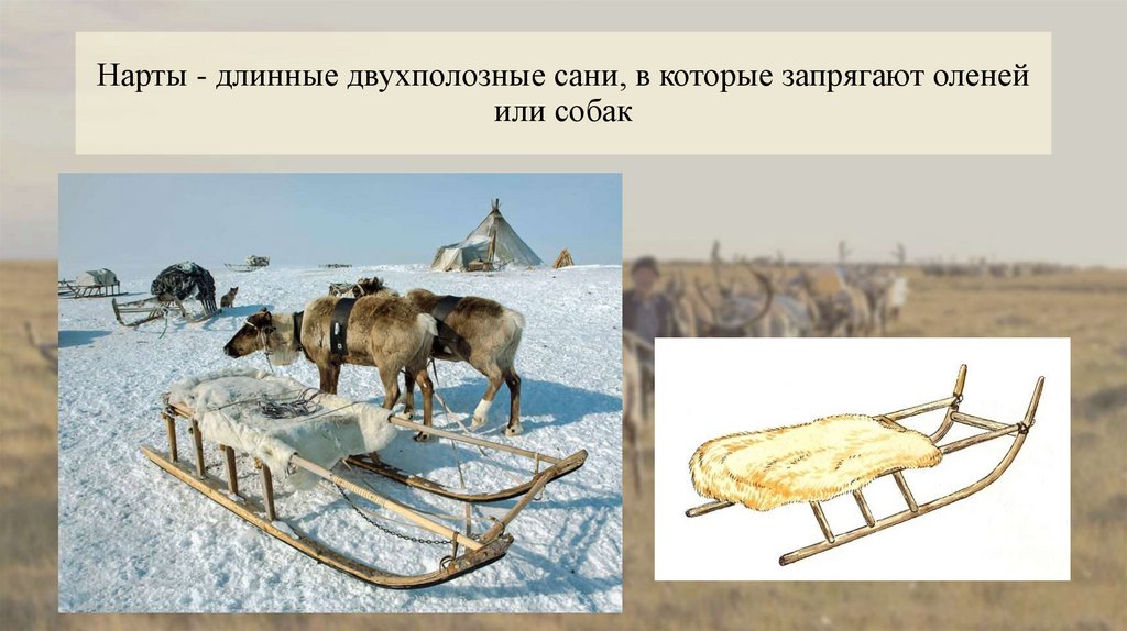Нарты - длинные двухполозные сани, в которые запрягают оленей или собак