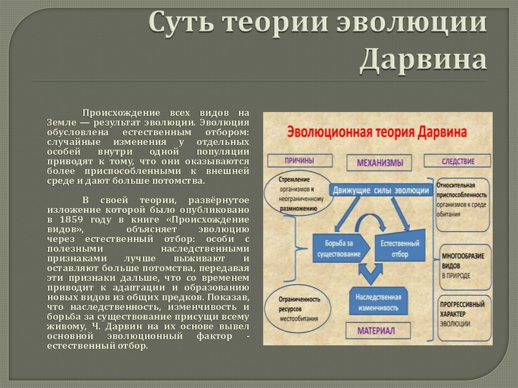 Суть теории эволюции Дарвина