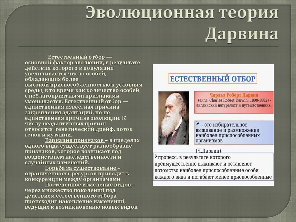 Эволюционная теория Дарвина