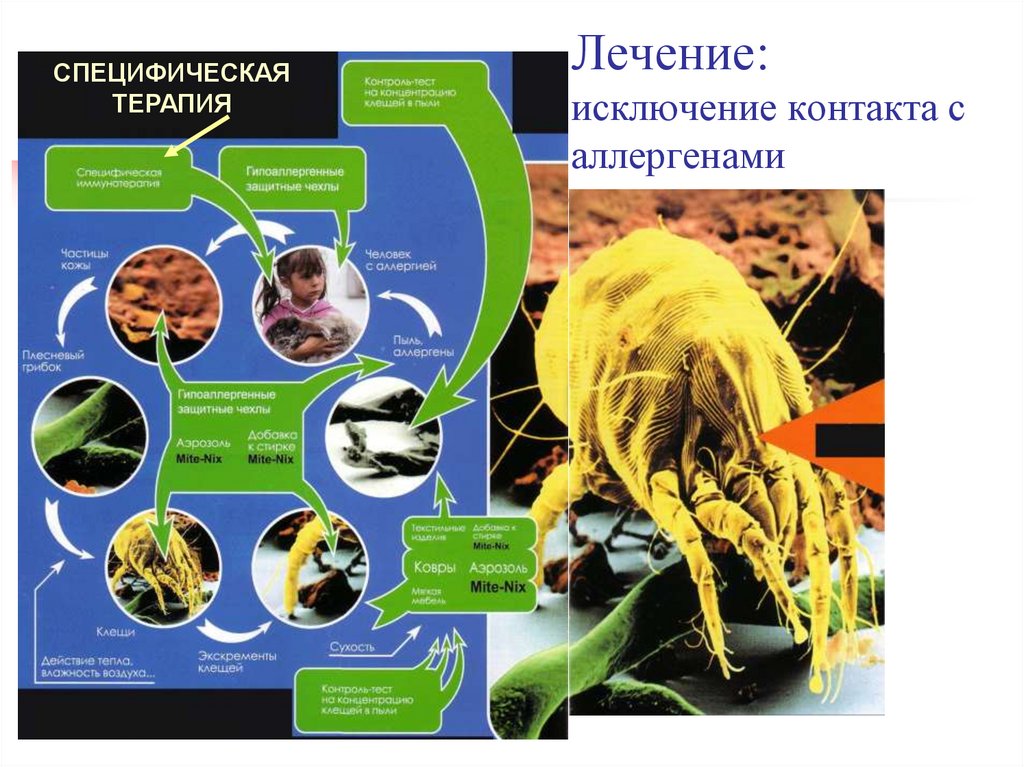 Лечение: исключение контакта с аллергенами