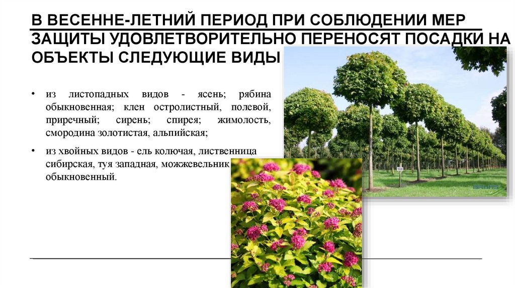 В весенне-летний период при соблюдении мер защиты удовлетворительно переносят посадки на объекты следующие виды растений: