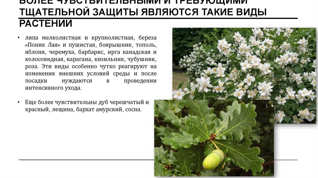 Более чувствительными и требующими тщательной защиты являются такие виды растений