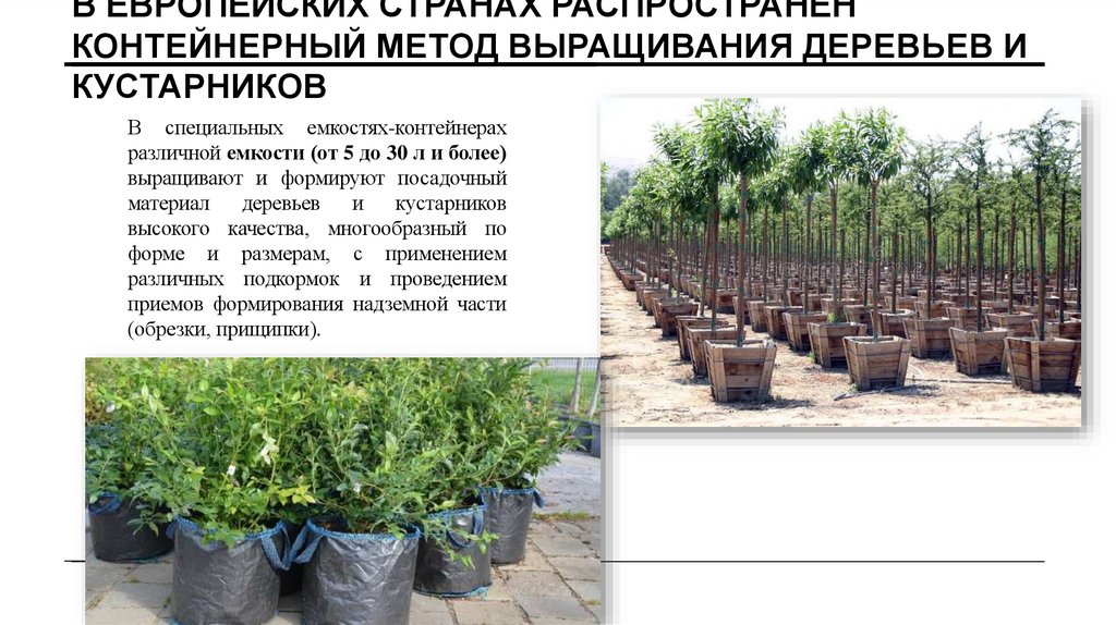 В европейских странах распространён контейнерный метод выращивания деревьев и кустарников