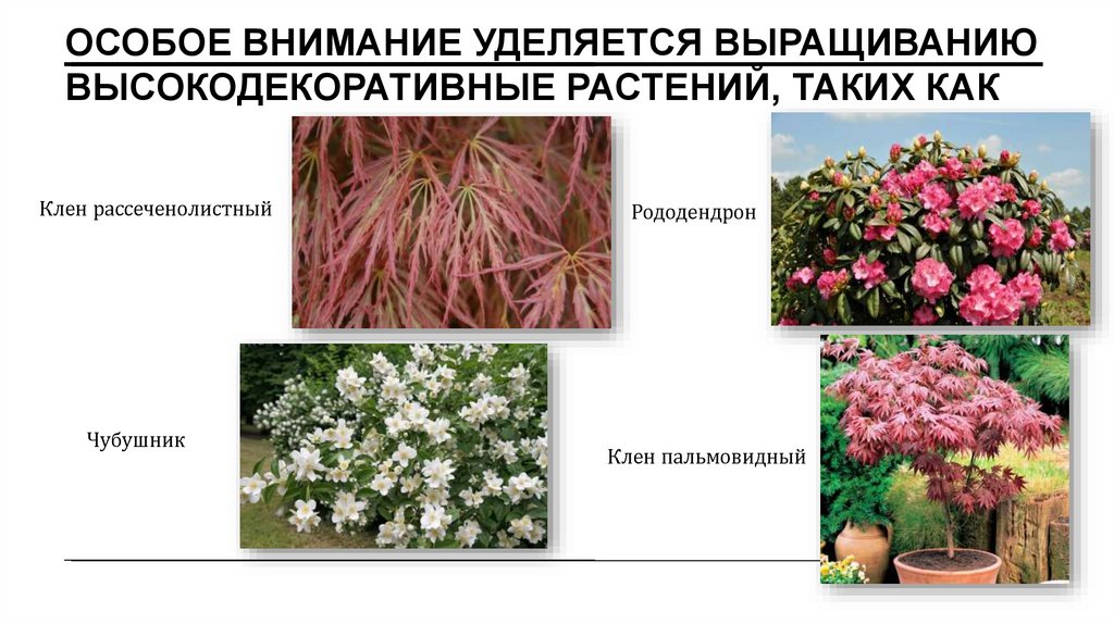Особое внимание уделяется выращиванию высокодекоративные растений, таких как