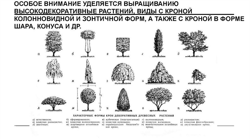 Особое внимание уделяется выращиванию высокодекоративные растений, виды с кроной колонновидной и зонтичной форм, а также с