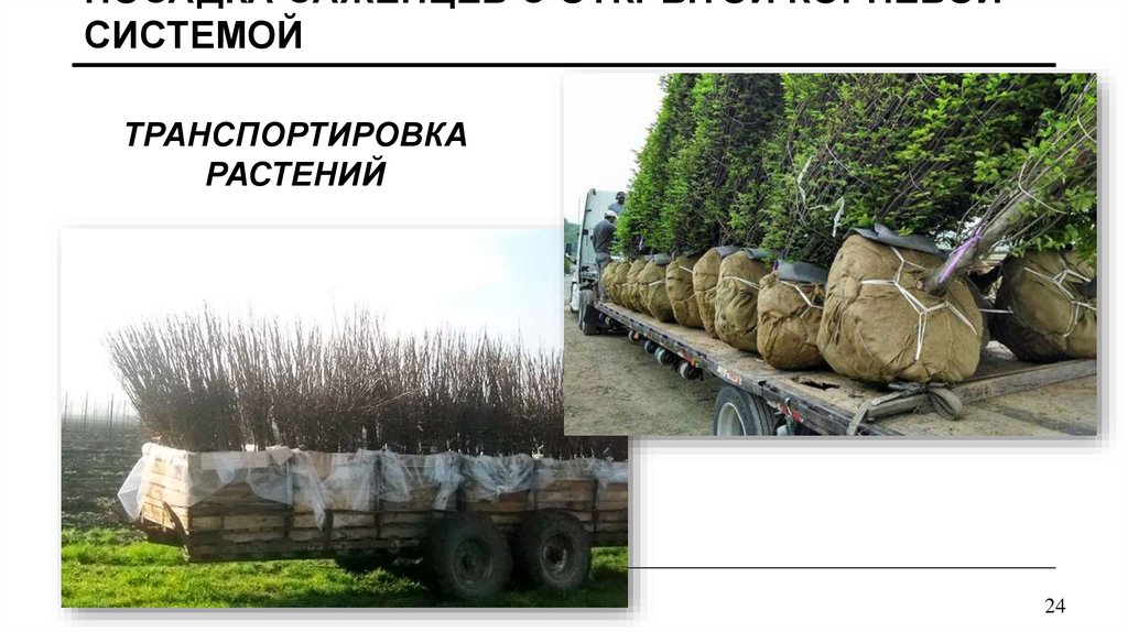 Посадка саженцев с открытой корневой системой