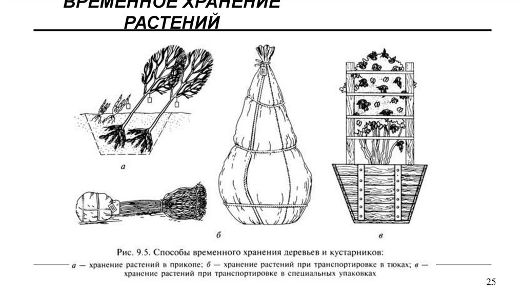 Временное хранение растений