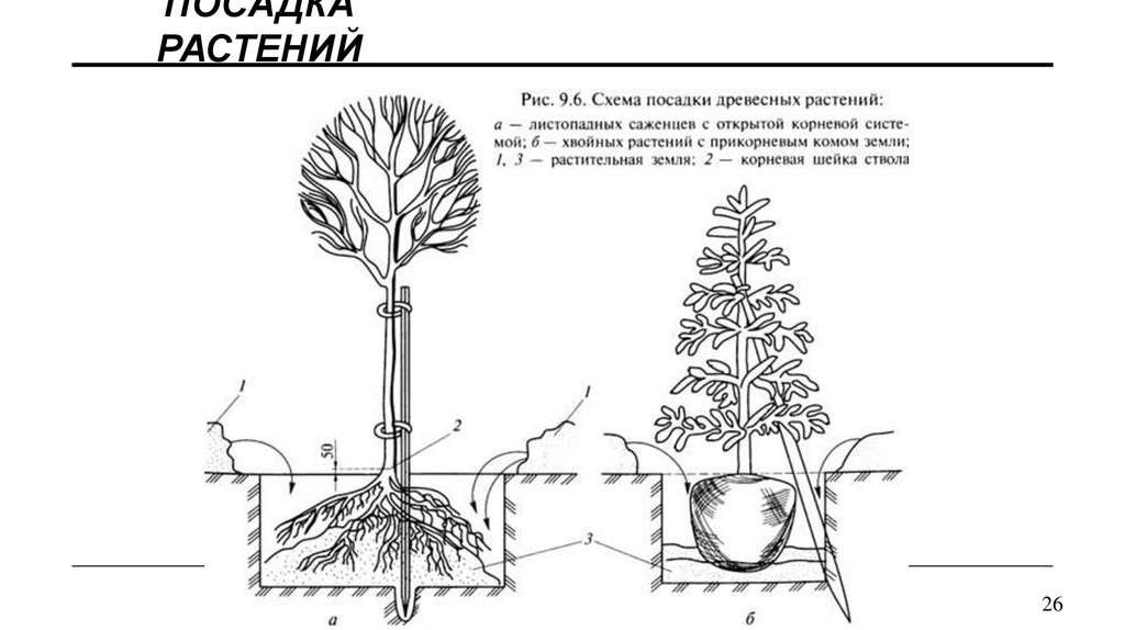 Посадка растений